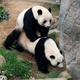 Ying Ying and Le Le